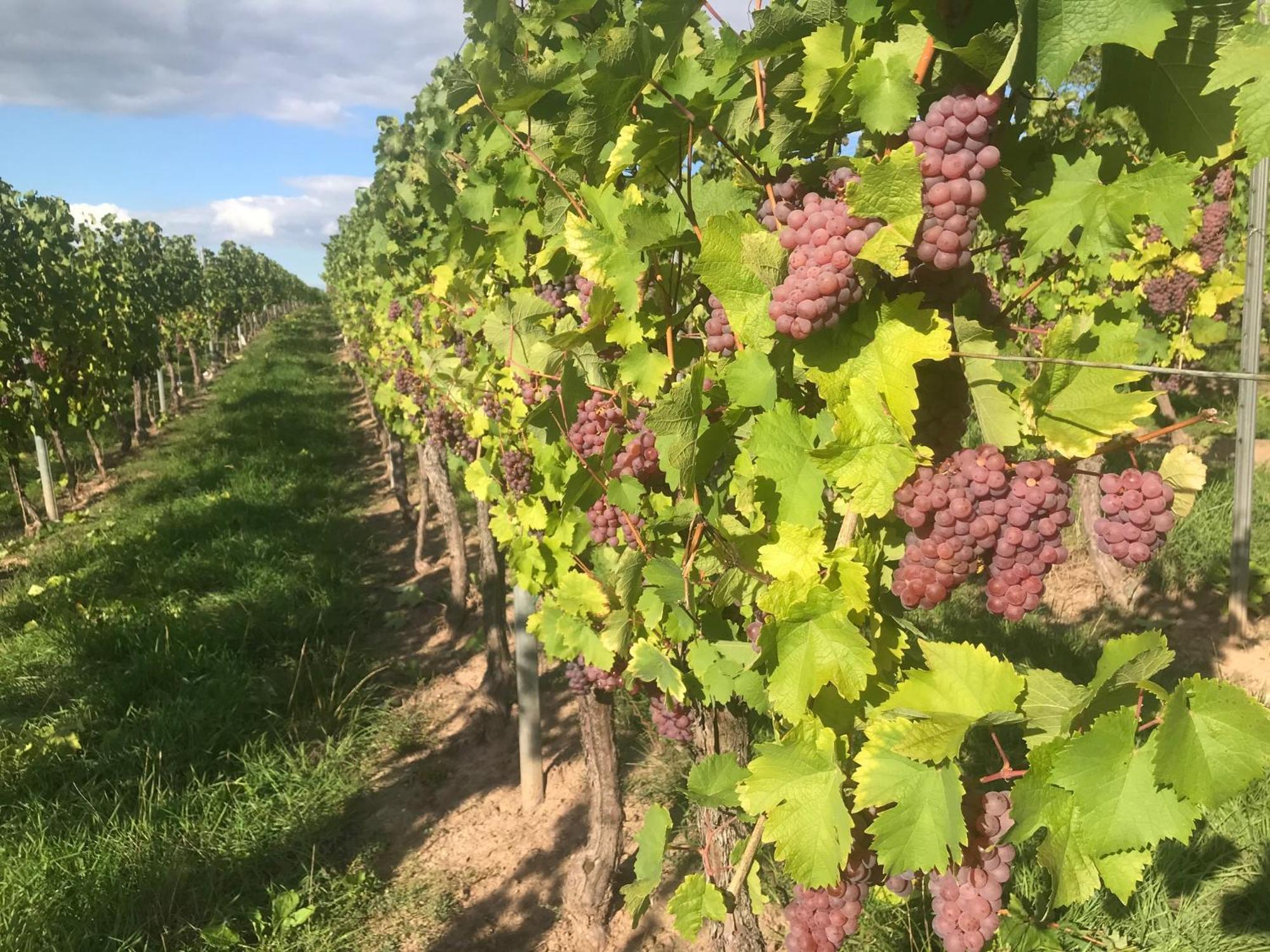 Gastehaus Und Weingut Bernd Frieden Hotel นิทเทอ ภายนอก รูปภาพ